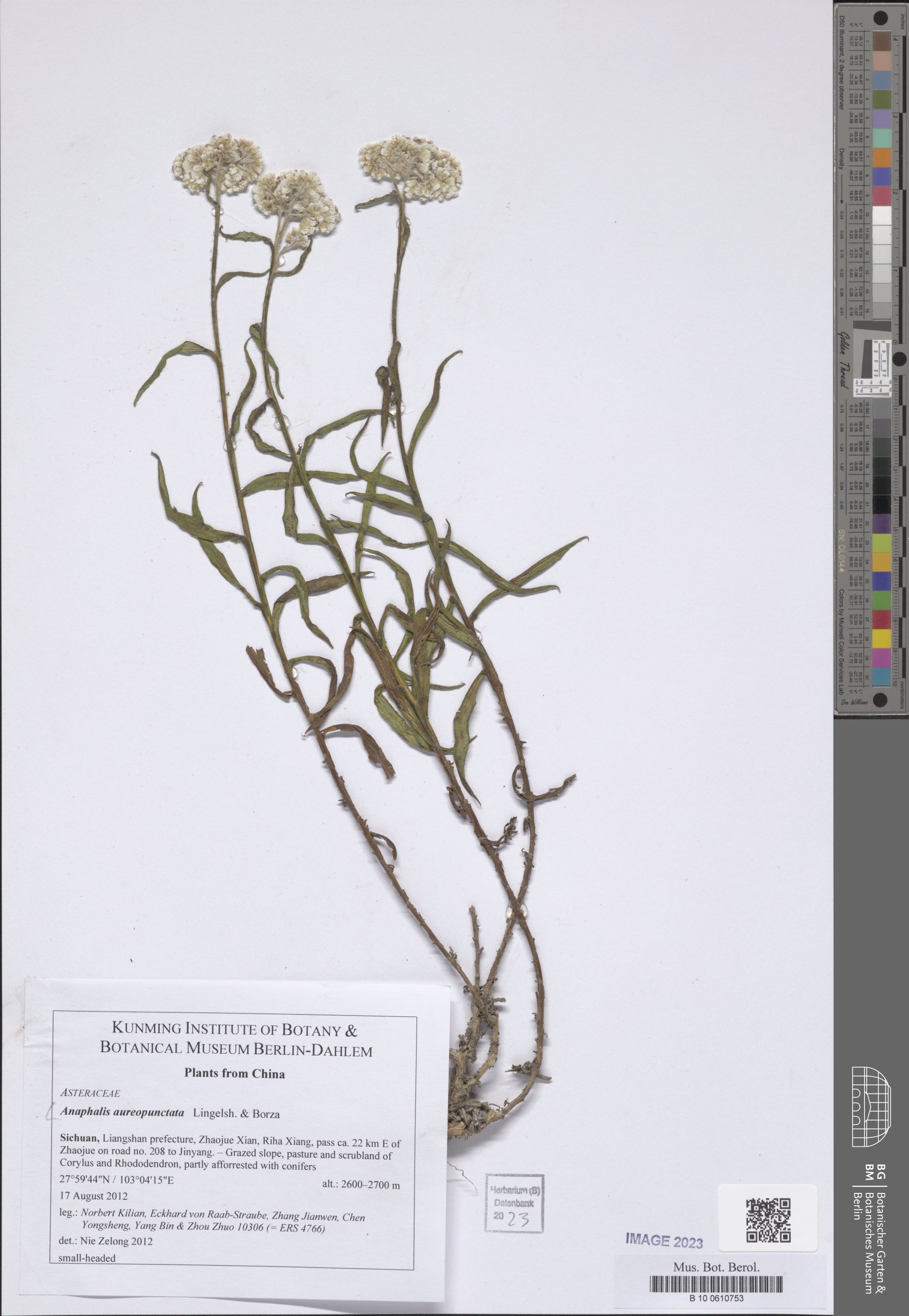 Anaphalis aureopunctata f. flavescens