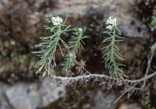 Anaphalis contorta (Eared-leaf pearly everlasting) — photo
