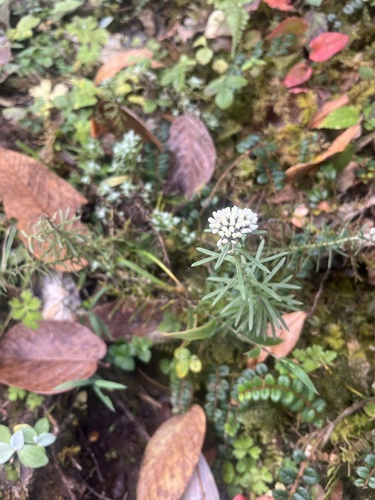 Anaphalis contorta (Eared-leaf pearly everlasting) — photo