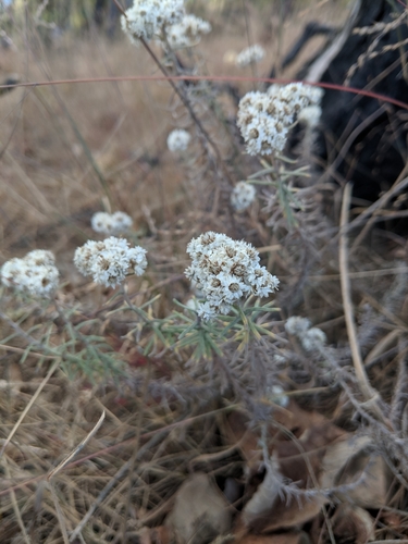 Anaphalis contorta