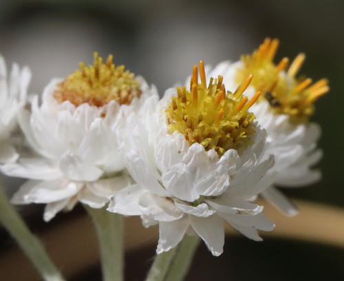Anaphalis margaritacea (Western pearly everlasting) — photo