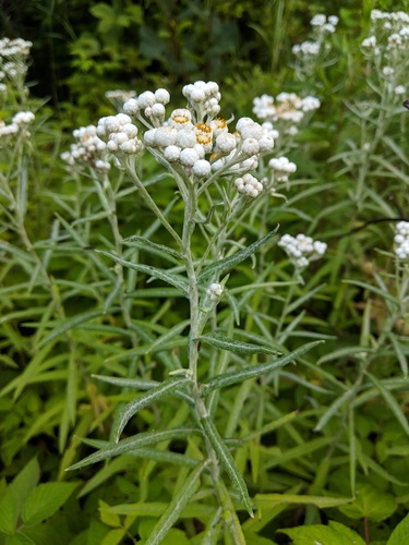 Anaphalis margaritacea (Western pearly everlasting) — photo