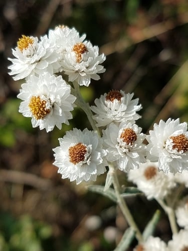 Anaphalis margaritacea