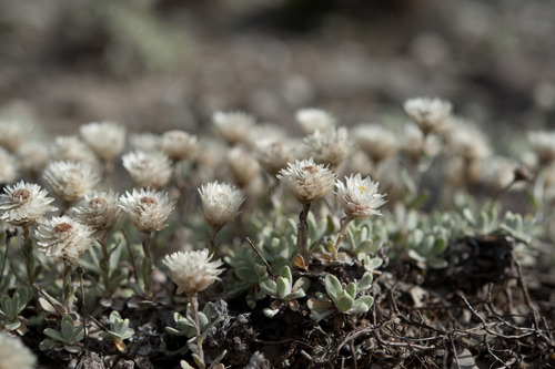 Anaphalis nepalensis (Nepal pearly everlasting) — photo