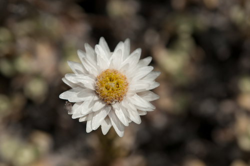 Anaphalis nepalensis (Nepal pearly everlasting) — photo