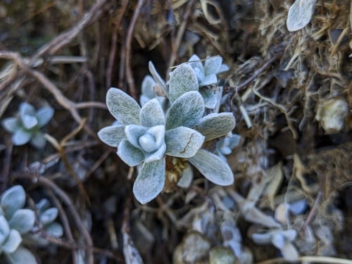 Anaphalis nepalensis