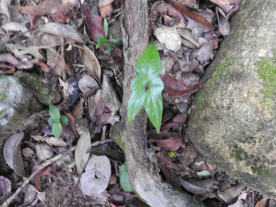 Anaphyllum beddomei — photo