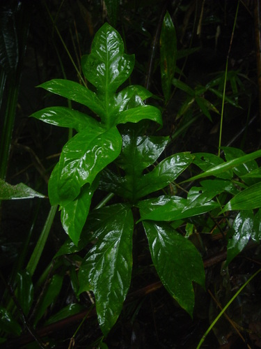 Anaphyllum beddomei