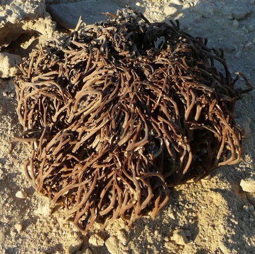 Anastatica hierochuntica (Rose of Jericho) — photo