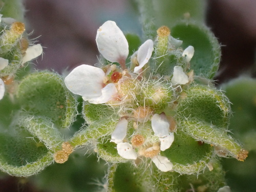 Anastatica hierochuntica