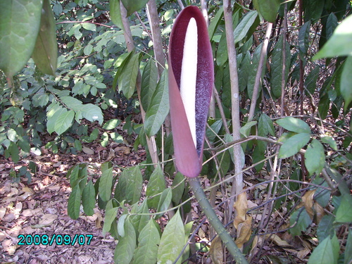 Anchomanes difformis (Forest anchomanes) — photo