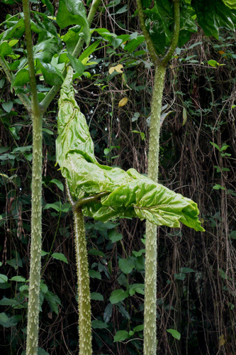 Anchomanes difformis var. pallidus — photo