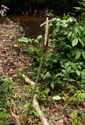 Anchomanes giganteus (Giant African titan aroid) — photo