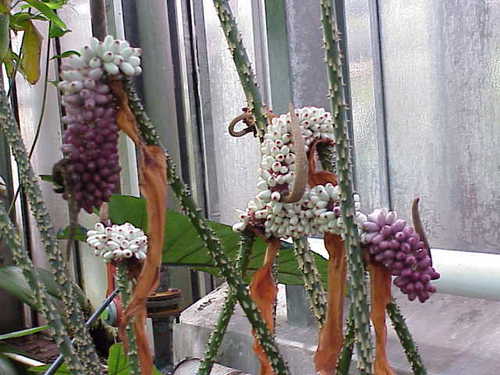 Anchomanes giganteus