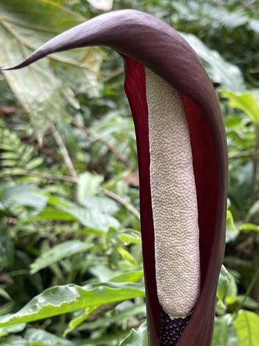 Anchomanes welwitschii (Savanna anchomanes) — photo