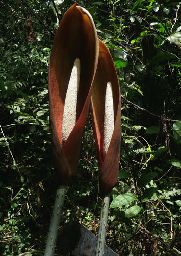 Anchomanes welwitschii