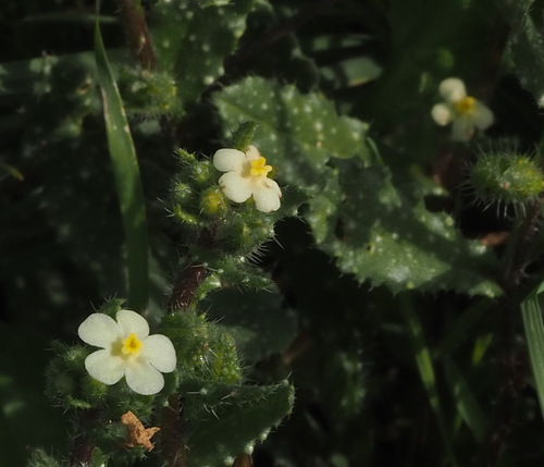 Anchusa aegyptiaca (Debbouna) — photo