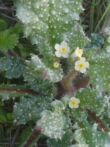 Anchusa aegyptiaca (Debbouna) — photo