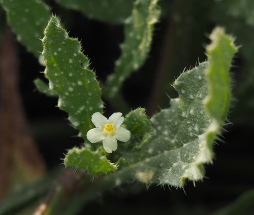 Anchusa aegyptiaca