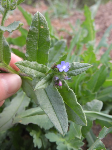 Anchusa arvensis (Rough-leaved borage) — photo