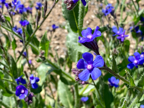 Anchusa azurea var. kurdica — photo