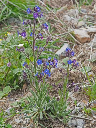 Anchusa azurea var. kurdica — photo