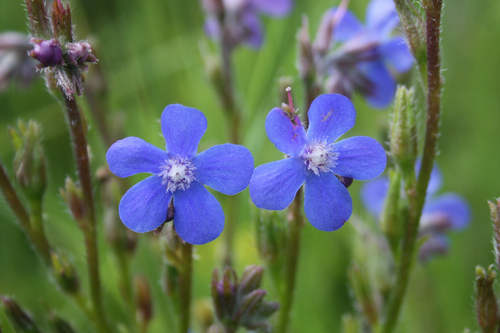 Anchusa azurea var. kurdica