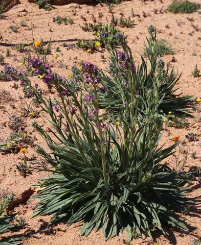Anchusa capensis (Cape forget-me-not) — photo