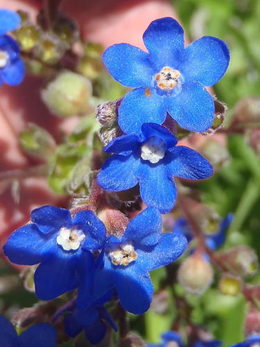 Anchusa capensis (Cape forget-me-not) — photo