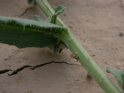 Anchusa hispida — photo