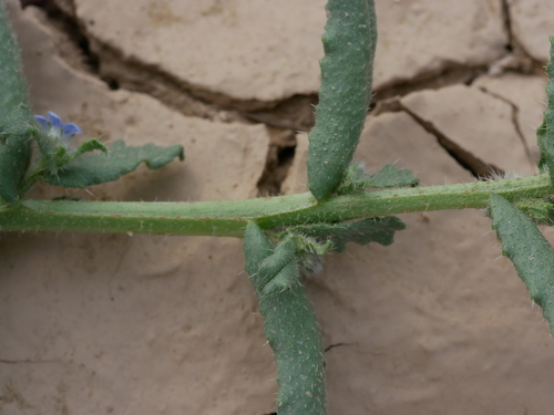 Anchusa hispida — photo