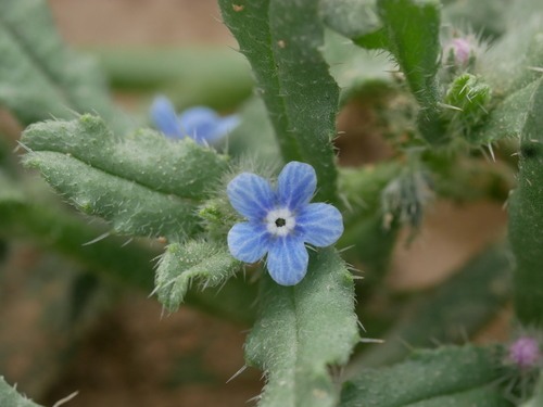Anchusa hispida