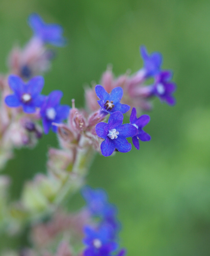 Anchusa officinalis (Alkanet) — photo