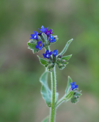 Anchusa officinalis (Alkanet) — photo