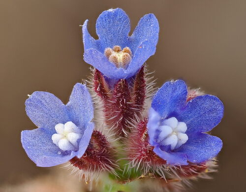 Anchusa officinalis