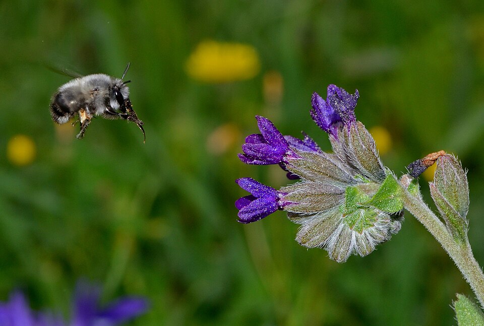 Anchusa sp. — photo