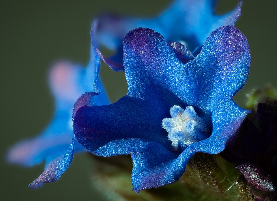 Anchusa sp.