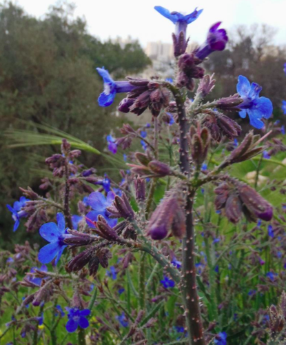 Anchusa strigosa (Voudoglosso) — photo
