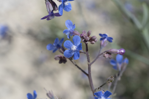 Anchusa strigosa (Voudoglosso) — photo