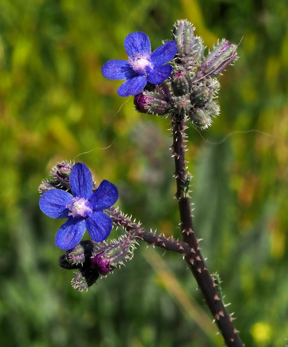 Anchusa strigosa