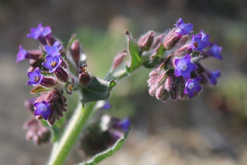 Anchusa undulata — photo