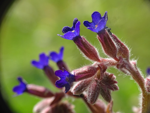 Anchusa undulata — photo