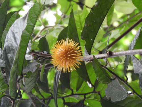Ancistrocarpus densispinosus