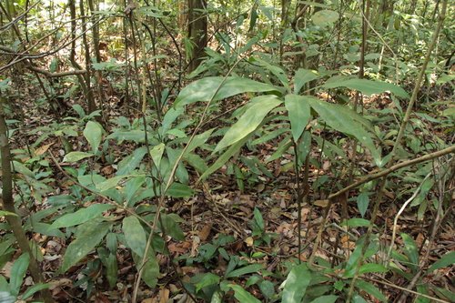 Ancistrocladus tectorius (Ox-tongue) — photo