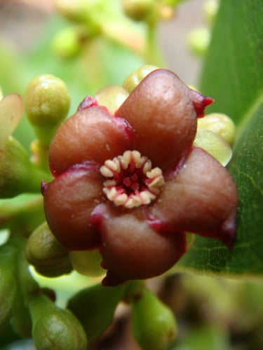 Ancistrocladus tectorius (Ox-tongue) — photo