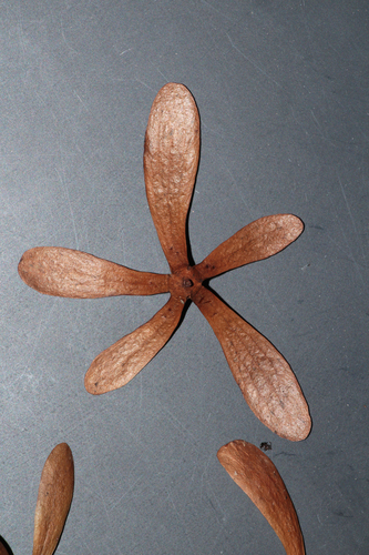 Ancistrocladus tectorius