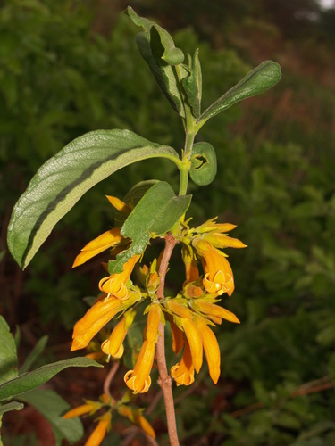Ancylanthos rubiginosus