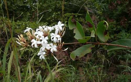 Ancylobothrys amoena (Tukamale) — photo