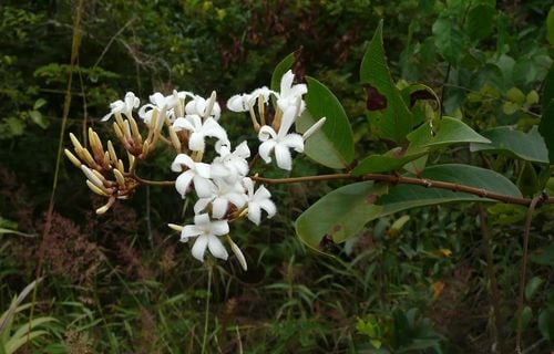 Ancylobothrys amoena