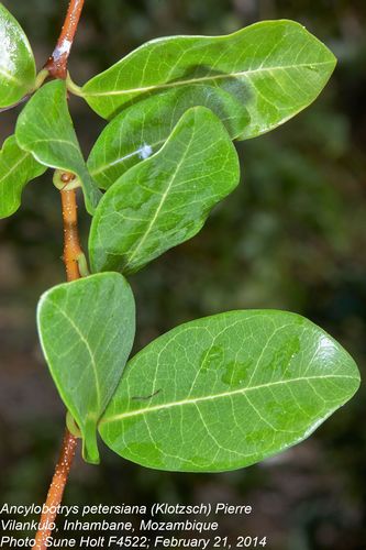 Ancylobothrys petersiana (Mbohoya) — photo